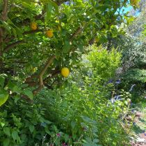 Cottage garden lemon tree