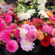 A Day out with Dahlias_2
