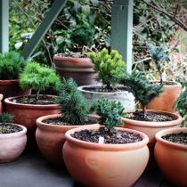 Orvieto massed pots with conifers