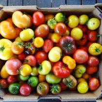 Dwarf Tomato Diversity