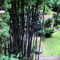 Orvieto black bamboo