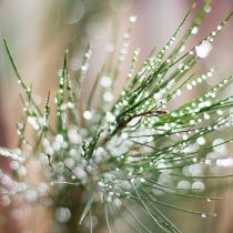Close up of Casuarina pine needles after the rain