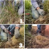 How to easily cut back perennial grasses