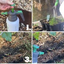 Easiest way to water your seedlings