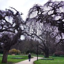 Eerie trees at Castlemaine gardens