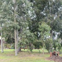 Candlebark eucalypt grove