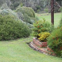 Candlebark banksias and lawn