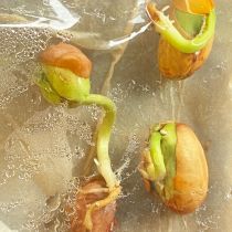 seeds growing in ziplock bag_5