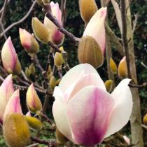 Magnolia - Denise's garden