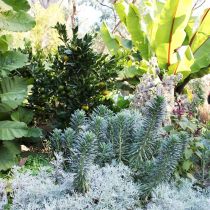 Tugurium Artemisia and euphorbia