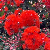 Red flowering gum