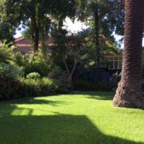 Kinkora palm tree and lawn