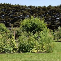 Frog Hill veggie garden and cypress hedge