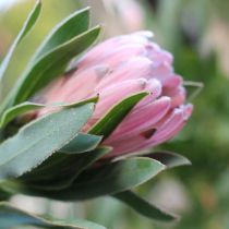 Sth African pink protea.jpg