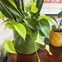 Indoor plant cuttings_4