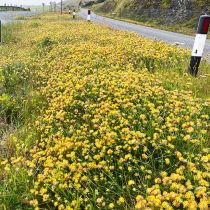 Hunt for a Four-Leaf Clover_2