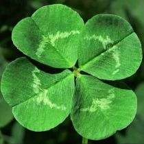 Hunt for a Four-Leaf Clover_3