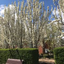 Ornamental pears in bloom