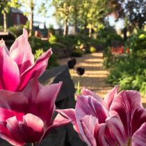 Tulips in the garden