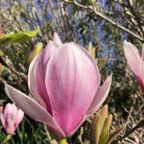 Lily Magnolia blooms.jpg