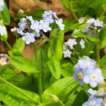 Forget me nots 2