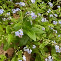 Forget me nots 3