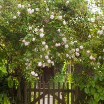Malmsbury gate and climbing rose