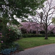 Vesta - blossom and Magnolia
