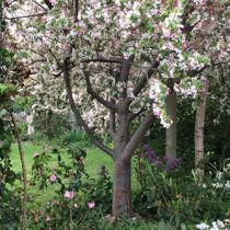 Vesta - blossom in garden bad