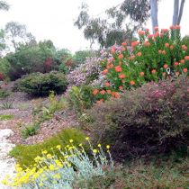 Peta's Garden Colourful border 