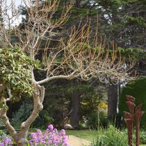 Rannoch cypress and bluebells