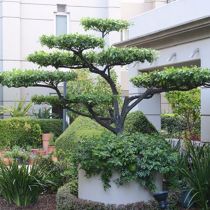 topiary tree