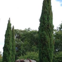 Cypress and sculpture