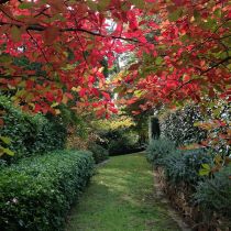 Autumn arbor and hedge