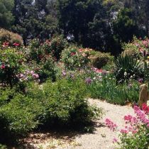Cloverdale_rose garden.jpg
