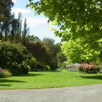 Cloverdale_lawn and elm landscape.jpg