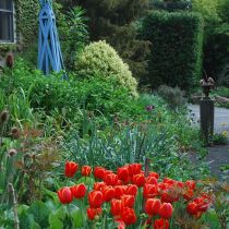Tugurium_Red tulips.jpg