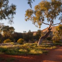 C Reid__Alice Springs Desert Park.jpg