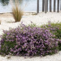 RBG Cranbourne_Seaside garden purple shrub.jpg