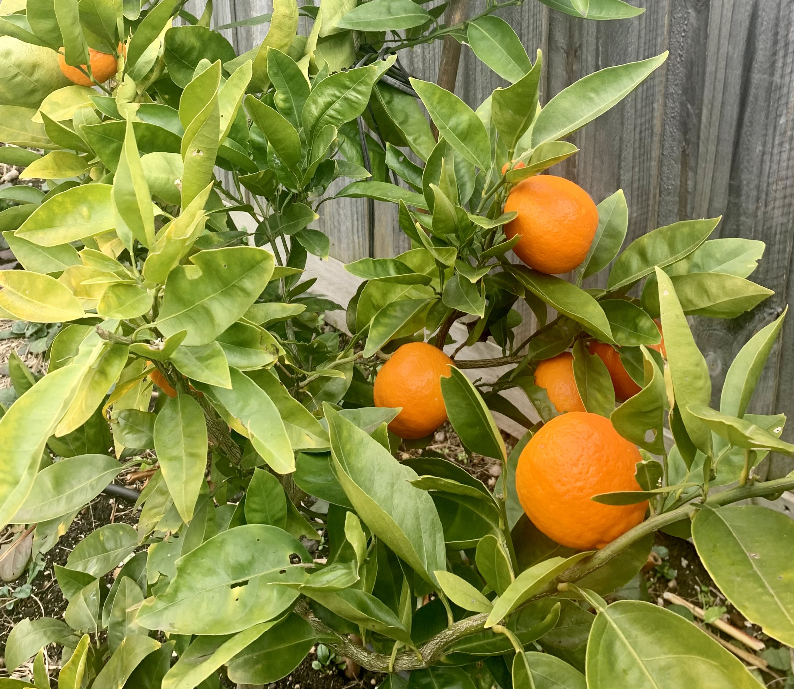 A festival of Oranges